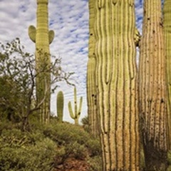 Cacti View IV