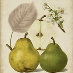 Harvest Pears I