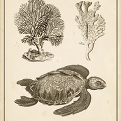 Sea Turtle Study I