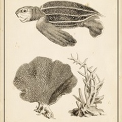 Sea Turtle Study II