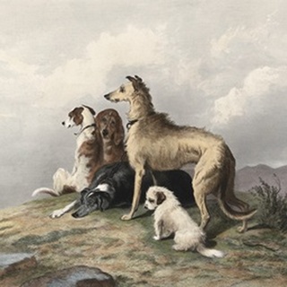 Highland Dogs