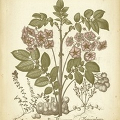 Tinted Besler Botanical III