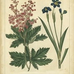 Garden Flora VII