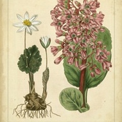 Garden Flora III