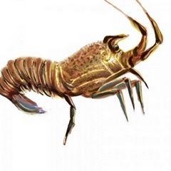 Illustrated Lobster II