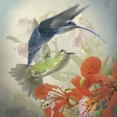 Hummingbird Cycle II