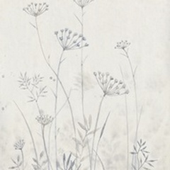 Neutral Queen Anne's Lace I