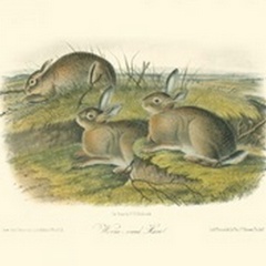 Worm-wood Hare