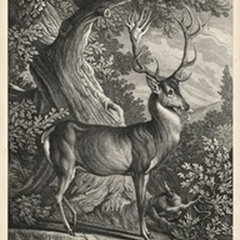 Woodland Deer I