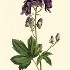 Lavender Florals I
