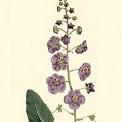 Lavender Florals VI