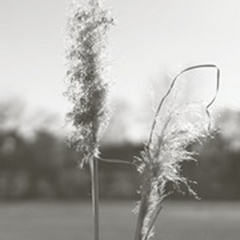 Ethereal Pampas IV