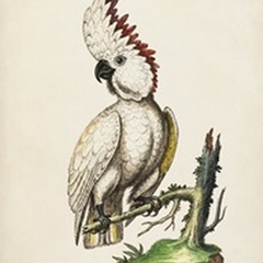 Edwards' Cockatoo