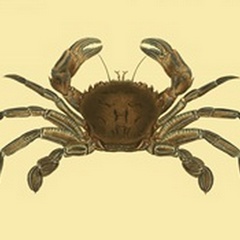 Antique Crab II