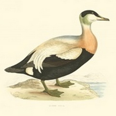 Eider Duck