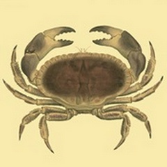 Antique Crab IV