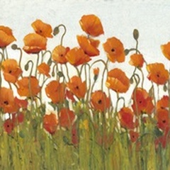 Rows of Poppies II