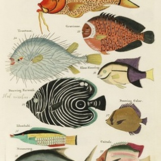 Renard Tropical Fish VI
