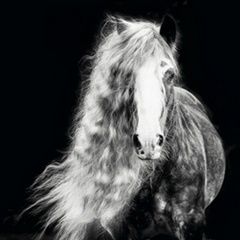 Black and White Horse Portrait I