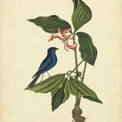Catesby Bird and Botanical IV