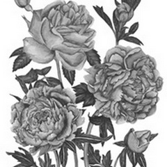 Flowers in Grey VI