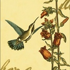 Peaceful Hummingbird I