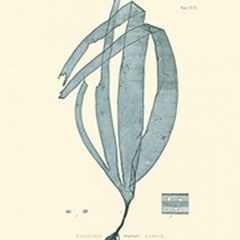 Nature Print in Aqua II