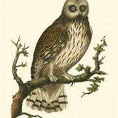Nozeman Owls II