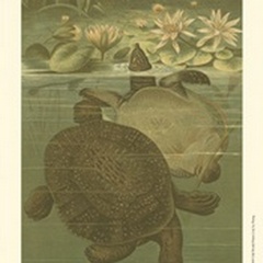 Pond Turtles