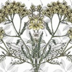 Yarrow Flower Collection C