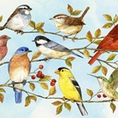 Birds and Berries V