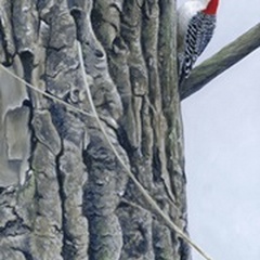 Red Bellied Woodpecker II