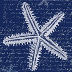 White Starfish on Blue a