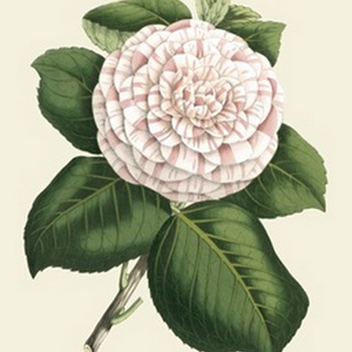 Antique Camellia IV
