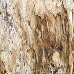 Tree Texture Triptych III