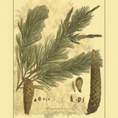 Small Weymouth Pine Tree (U)