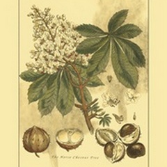 Small Horse Chestnut Tree (U)