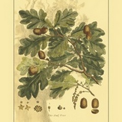 Small Antique Oak Tree (U)