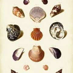 Muller Shells, Tab. XI