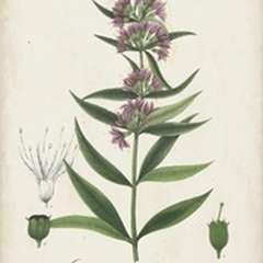 Flowering Flora IV