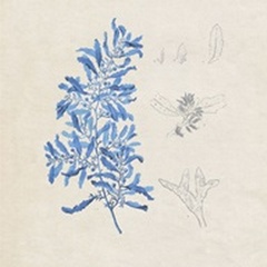 Blue Marine Algae VI