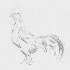 Big Rooster Sketch II