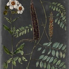 Vintage Botanical Chart V
