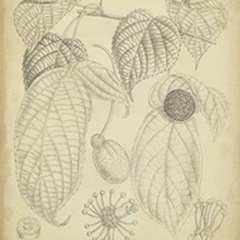 Vintage Curtis Botanical III