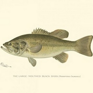 Large-mouthed Black Bass