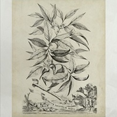 Lustr Scenic Botanical IV in Pearl White
