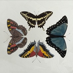 Lustr Display of Butterflies I in Pearl White