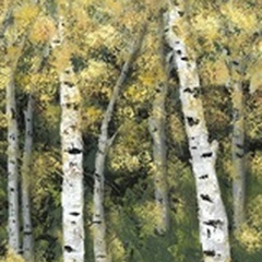 Birch Treeline III