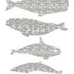 Dashed Whale Chart I