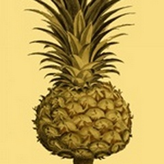 Sepia Pineapple II
